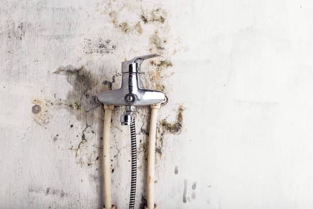 Best Same-Day Mold Removal  in East Mountain, TX