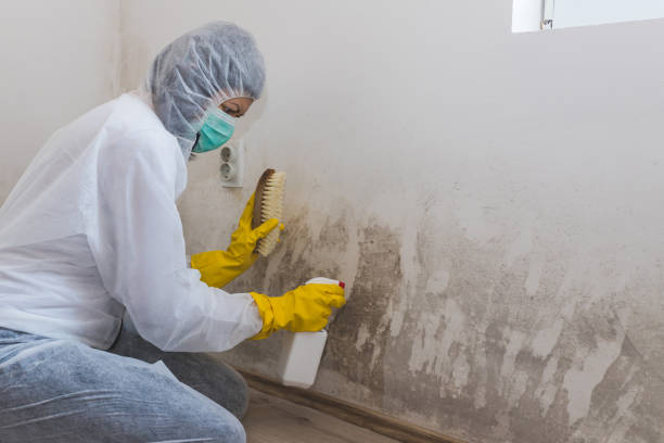 Best Residential Mold Removal  in East Mountain, TX