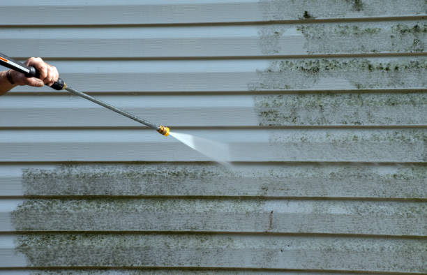 Best Black Mold Removal  in East Mountain, TX
