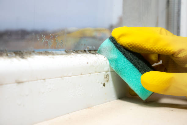 Best Mold Removal Company Near Me  in East Mountain, TX