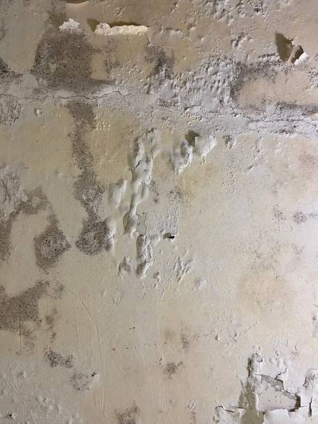 Best Certified Mold Removal  in East Mountain, TX