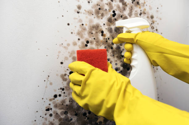 Best Mold Damage Repair  in East Mountain, TX