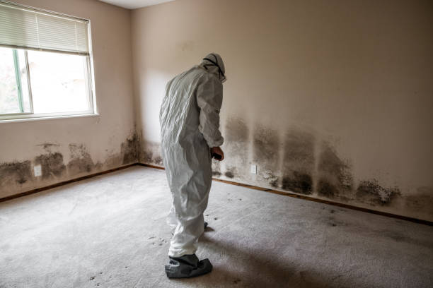 Best Toxic Mold Removal  in East Mountain, TX