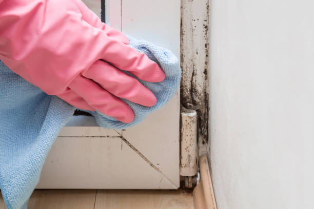 Best Same-Day Mold Removal  in East Mountain, TX